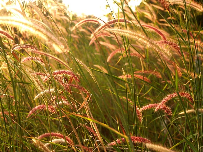 光，田野，花，夏天，背景，美丽，开花，开花