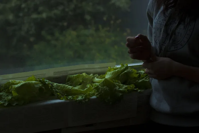 喜怒无常，雨天，厨房，素食者，素食者，素食者，微光，早晨