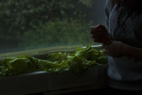 喜怒无常,雨天,厨房,素食者,素食者,素食者,微光,早晨 喜怒无常,雨天,厨房,素食者,素食者,素食者,微光,早晨