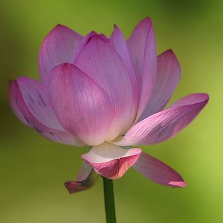 微距摄影，粉色，莲花，花朵，花朵，花朵，花朵，白粉色，黄体