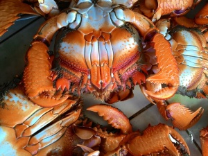 库拉索，螃蟹，市场，食品，海鲜，新鲜，海洋，海洋