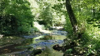 法国，bozouls，树，植物，森林，水，绿色，自然