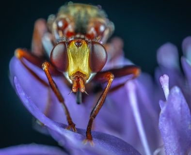 飞上紫色花朵特写照片