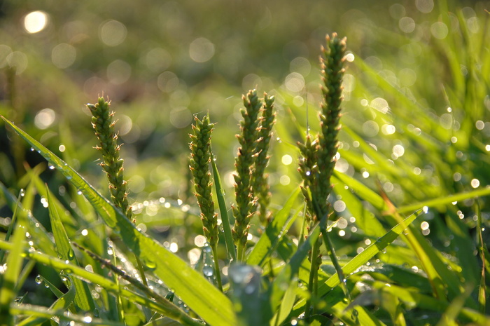 芭蕉、剪草、露水、抽象、生长、植物、绿色、大自然之美