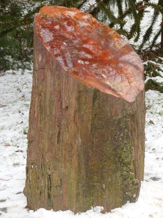 部落，原木，石化木材，石化，木材石化，南洋杉，araucarioxylon arizonicum，针叶树