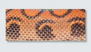 橙色，黑色，皮革蛇皮织物，皮肤，鳞片，爬行动物，紧密，图案