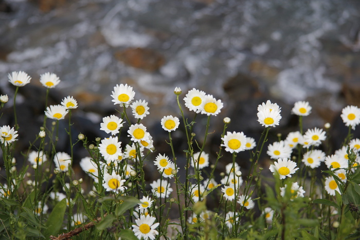自然，花，植物，夏天，花，海岸，深渊，雏菊