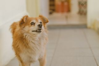 狗，cão，cachorro，cahoro，estimaão，动物，宠物，fofo
