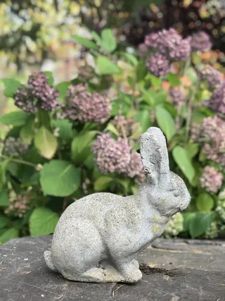 哺乳动物，啮齿动物，动物，兔子，植物，花，花，兔子