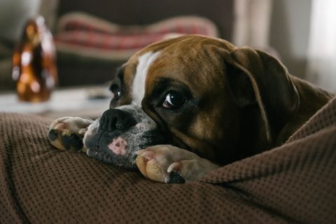 沙发上的英国斗牛犬 沙发上的英国斗牛犬
