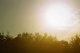 剪影，树木，日落，植物，自然，天空，阳光，日出