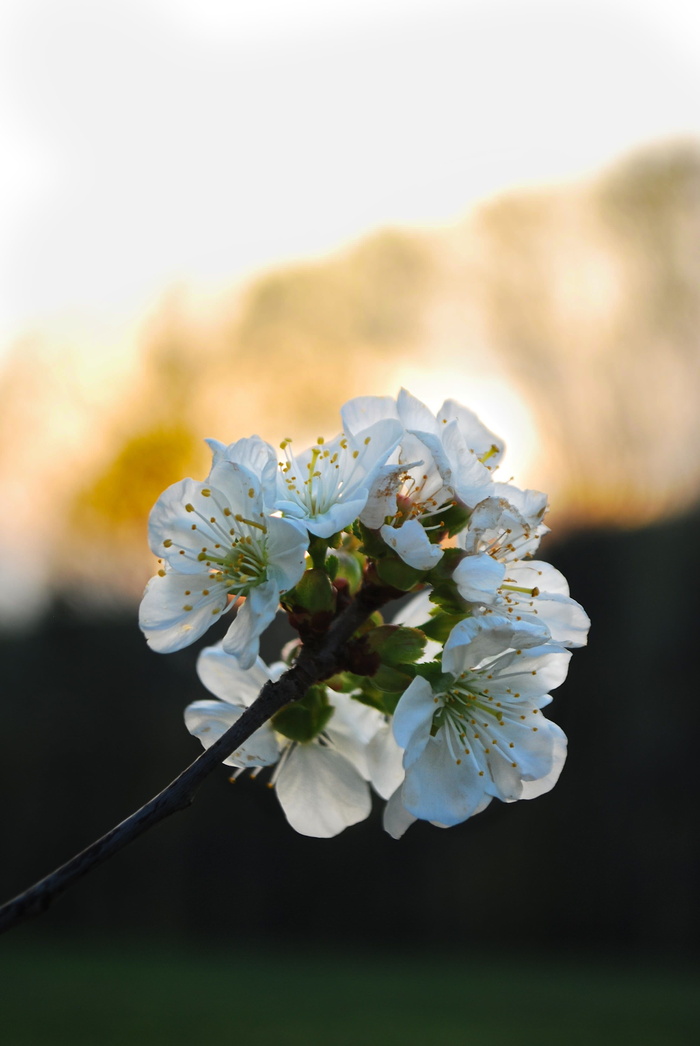 樱花，自然，六月，树，花，樱花树，簇