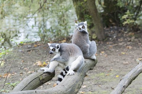 浣熊，浣熊，动物园，哺乳动物，哺乳动物，野生动物，树居者，手表