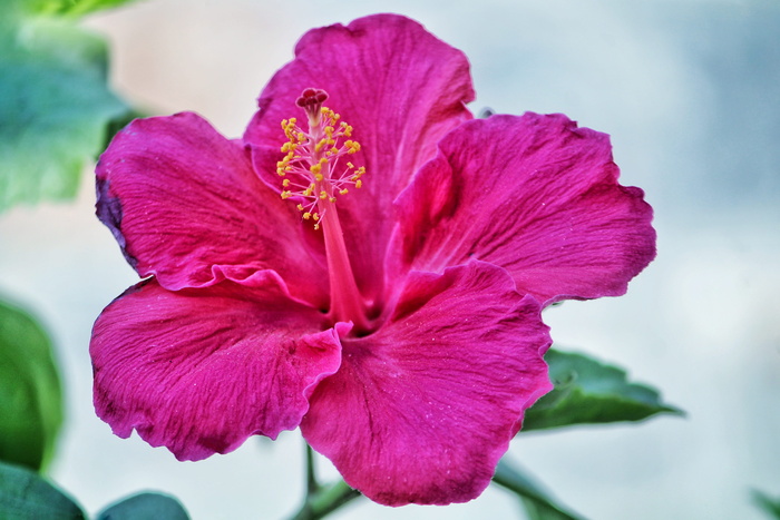 粉红色芙蓉花