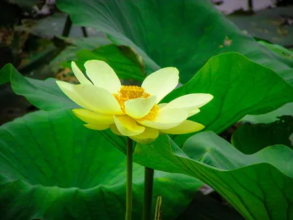 美国,霍恩比克,皮尔餐厅,花卉,开花植物,植物,新鲜,自然之美 美国,霍恩比克,皮尔餐厅,花卉,开花植物,植物,新鲜,自然之美