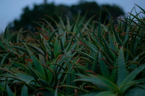 美国，拉古纳海滩，雾，雾，绿色，现代，疯狂，舒适