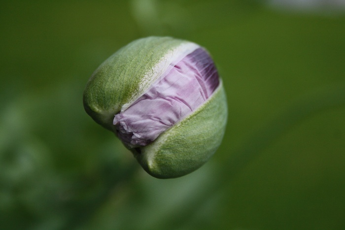 罂粟花、纽扣、花园、粉色、清新、植物、特写、自然之美