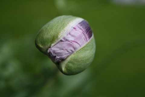 罂粟花、纽扣、花园、粉色、清新、植物、特写、自然之美