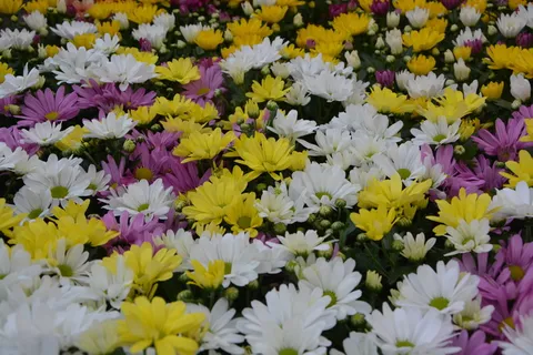 花,地块,植物,颜色,白色,黄色,锦葵,花园 花,地块,植物,颜色,白色,黄色,锦葵,花园