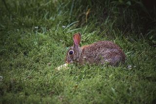 兔子，兔子，哺乳动物，动物，复活节，春天，可爱的，节日