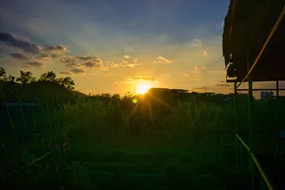 日落，天空，太阳，植物，云天，镜头光斑，自然之美，阳光