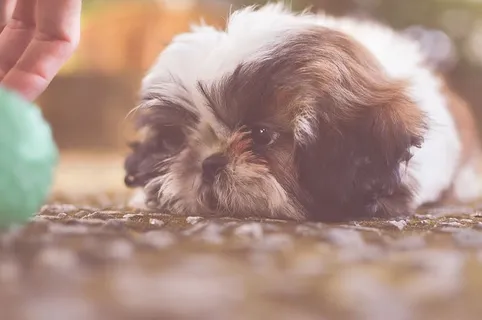 白棕梗 白棕梗