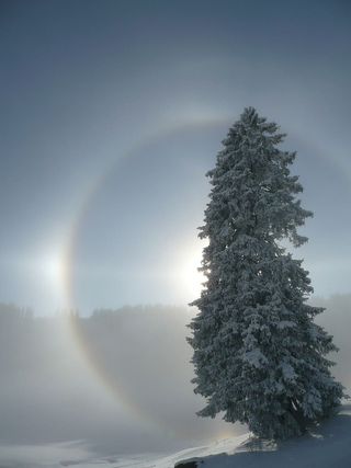 光环，太阳，光，阳光，冷杉树，树，光效果，22°环