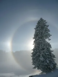 光环,太阳,光,阳光,冷杉树,树,光效果,22°环 光环,太阳,光,阳光,冷杉树,树,光效果,22°环