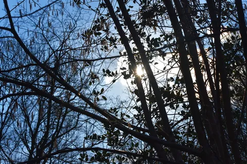 树枝，裸露，冬树，无叶，缠结，缠结树枝，自然，轮廓