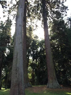 红杉,红杉,红杉树,森林,巨红杉,猛犸树,树,植物 红杉,红杉,红杉树,森林,巨红杉,猛犸树,树,植物