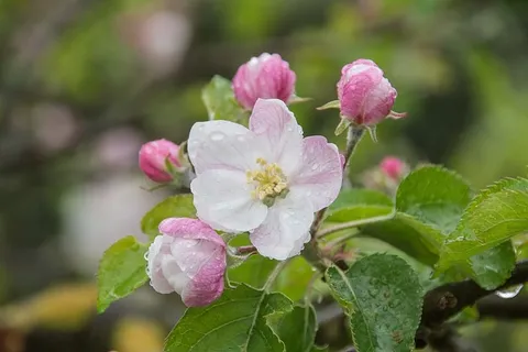 开花,苹果树,苹果花,苹果树开花,开花,自然,关闭,开花 开花,苹果树,苹果花,苹果树开花,开花,自然,关闭,开花