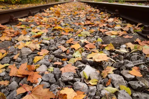 秋天，树叶，秋天的树叶，秋天的树叶，树叶，秋天的颜色，自然，金色