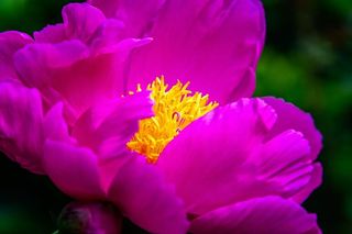 粉红色的牡丹花，花，牡丹，开花，开花，春天，粉红色，自然