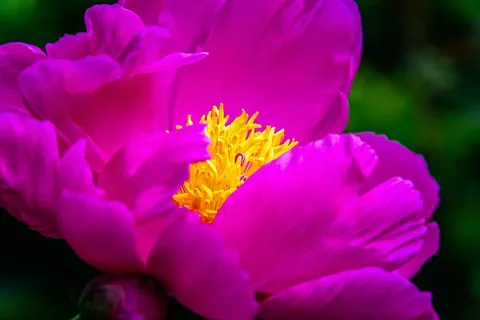 粉红色的牡丹花,花,牡丹,开花,开花,春天,粉红色,自然 粉红色的牡丹花,花,牡丹,开花,开花,春天,粉红色,自然