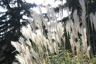 秋天，花园，芒属植物，季节，园艺，自然，秋天，草