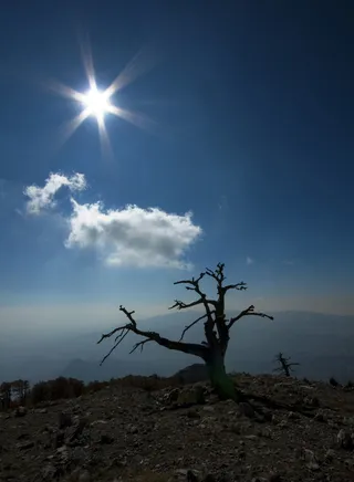 松树、波利诺、卡拉布里亚、洛里卡特、上游、莫拉诺、山脉、景观