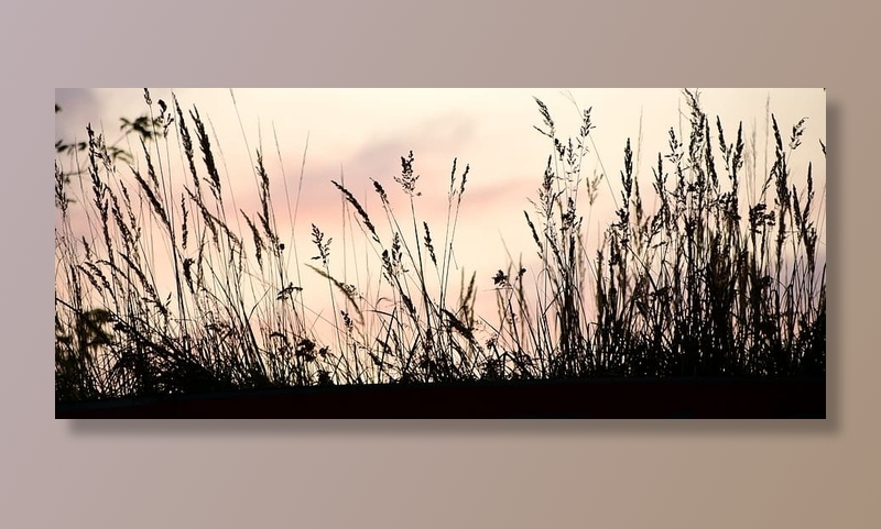 植物的剪影，日落，轮廓，阴影，草地，夜晚，剪影，浪漫