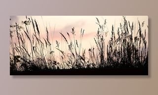 植物的剪影，日落，轮廓，阴影，草地，夜晚，剪影，浪漫