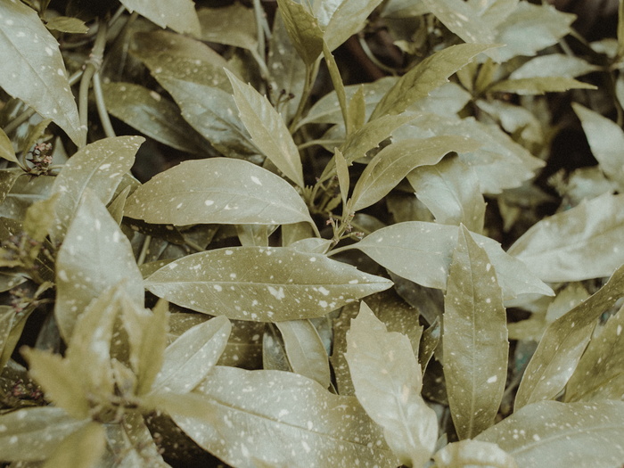 特写摄影中的绿色植物