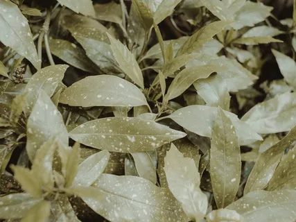 特写摄影中的绿色植物 特写摄影中的绿色植物
