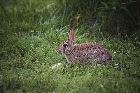 兔子,兔子,哺乳动物,动物,复活节,春天,可爱的,节日 兔子,兔子,哺乳动物,动物,复活节,春天,可爱的,节日