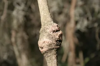 奇怪，自然，脸，树，植物，关注前景，树干，树干