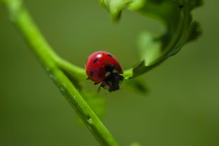 希腊, alimos, 帕尼山, 微距摄影, 花, 植物, 春天, 自然之美
