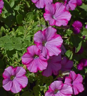 粉红色的矮牵牛花，矮牵牛花，花，开花，开花，植物，一年生，花园