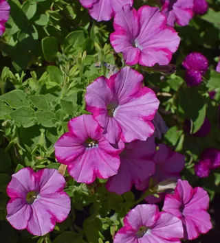 粉红色的矮牵牛花，矮牵牛花，花，开花，开花，植物，一年生，花园