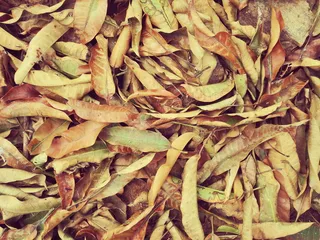 干燥、树叶、落叶、秋天、秋天、季节、污浊、棕色