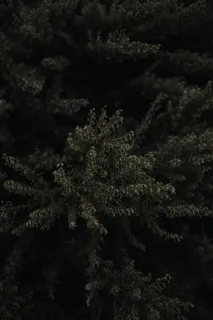 无人物，特写，植物，大麻-草本大麻，全框架，自然，室内，生长