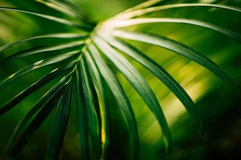 绿叶,特写,照片,叶子,植物,绿色,自然,绿色 绿叶,特写,照片,叶子,植物,绿色,自然,绿色