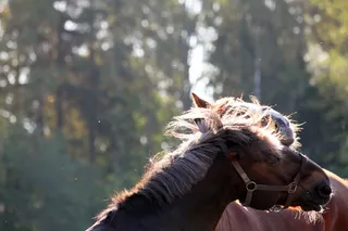 leppävaara，芬兰，埃斯波，自然，马，leppavaara，友谊，爱