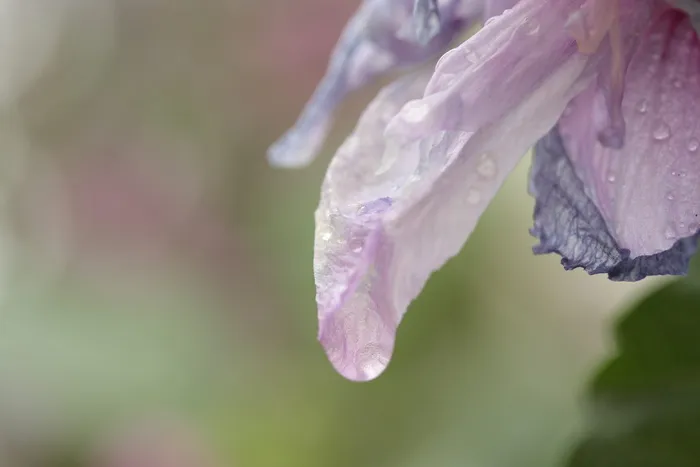 花, 新鲜, 夏季, 春天的花朵, 详细, 质地, 彩色图像, 没有人